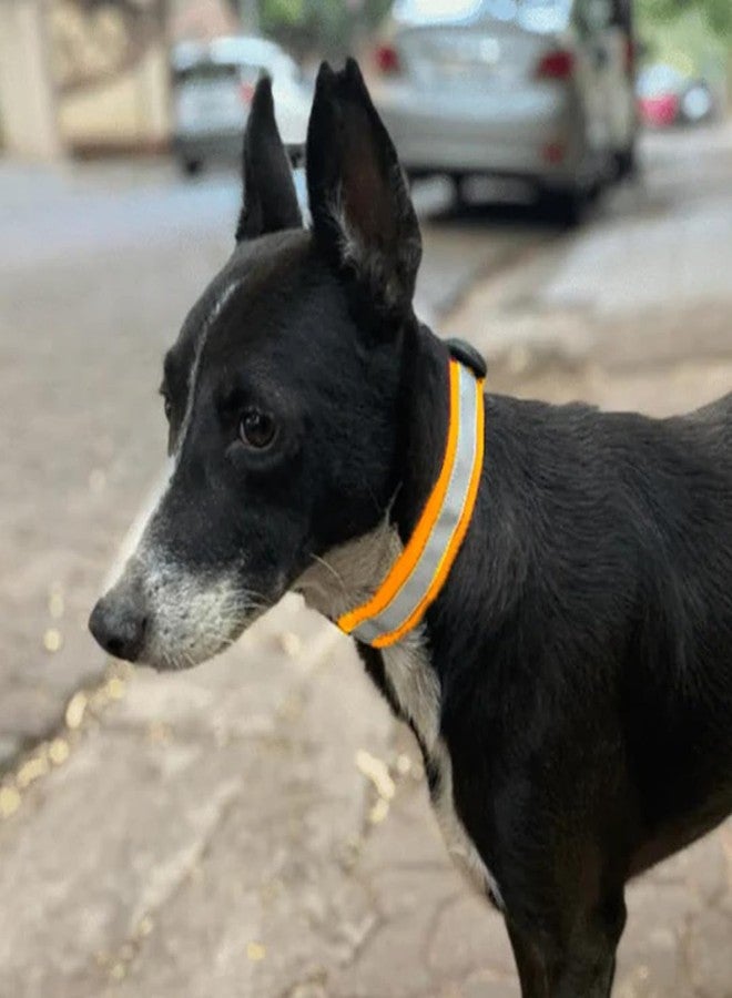 Mutt of Course طوق عاكس (للكلاب المجتمعية) (10) - Image 1